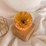 Preserved Sunflower Globe - benandbart